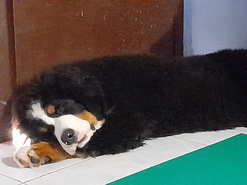 Cachorros Bernes De La Montaña.