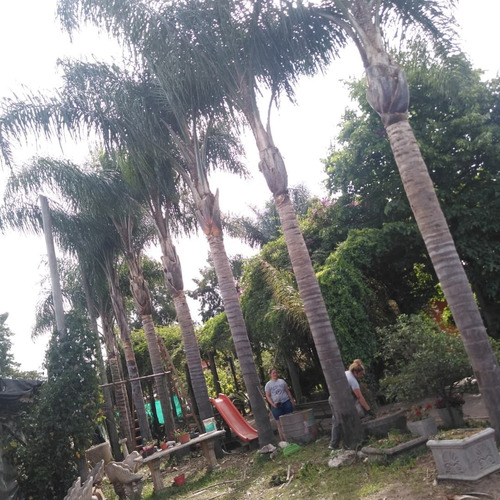 Imagen 3 de 5 de Poda Profesional Limpieza Extracción De Palmeras Y Árboles