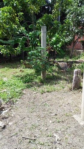 Imagen 6 de 9 de Asein420 Vende Excelente Terreno En Yagua Sector El Cabrito