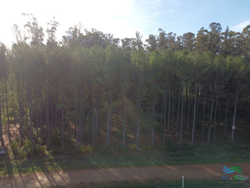 Imagen 7 de 11 de Vendo Terreno De 1 Hectárea Tipo Chacra En Laguna Del Diario, Punta Del Este