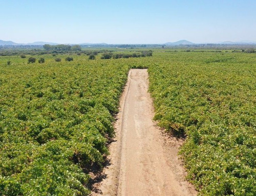 Agrícola En Venta En San Javier