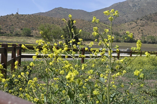 Excelentes Parcelas Haras De Pirque