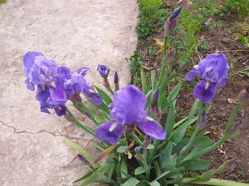 Lirio Germanico Azul X 4 Unidades - Iris Azul