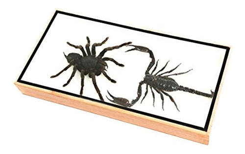 Real Giant Scorpions Vs Taratula Shadow Box, Entomología De