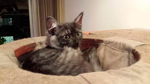 Imagem 3 de 5 de Cesto Com Couro Sintético Para Gatos