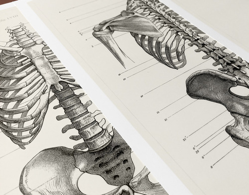 Anatomía Humana 17 - Láminas Póster Retro Antiguo Decoración