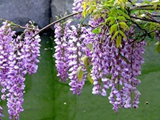 Más De 10 Semillas De Árbol De Glicinas Coloridas Plantas En