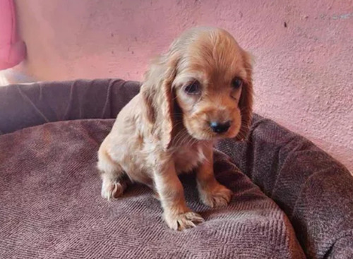 Cocker Spaniel 180 C/u Son De Raza Pura