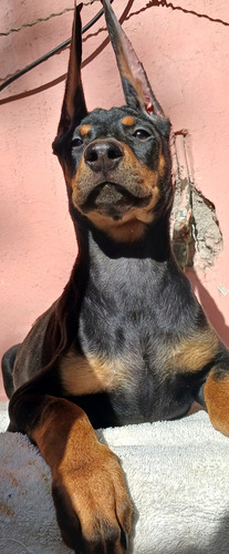 Doberman Cachorros Garantía Impresa De Salud Y Pureza Racial Golondrinos