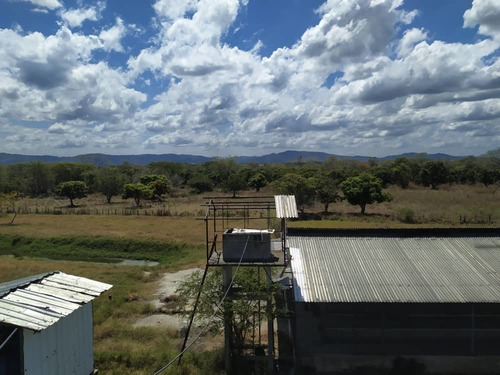 Imagen 9 de 20 de Granja De Gallinas Ponedoras Valencia Edo Carabobo