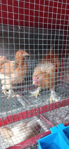 Imagen 6 de 6 de Gallina Brahma