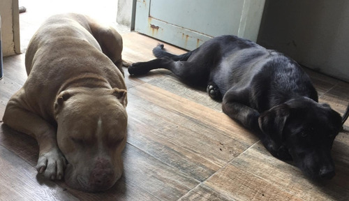 Imagen 8 de 10 de Hotel, Guardería Y Alojamiento De Perros