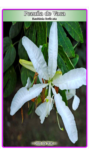 Semillas De Pata De Vaca (bauhinia Forficata)