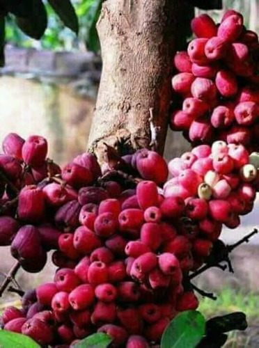Syzygium Aqueum, Bonitas Plantas, Preguntar Costo De Envio