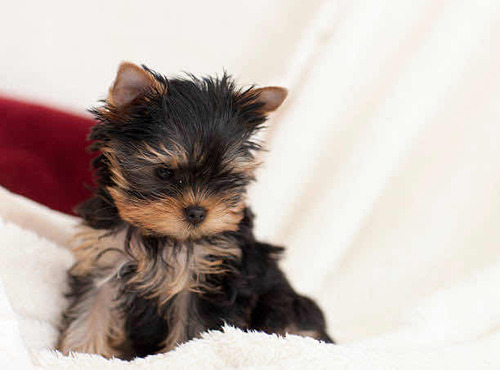 Yorkshire Terrier