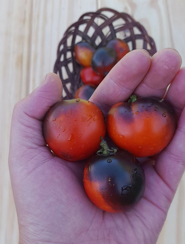 15 Semillas De Tomate Microenano Blaue Zimmer