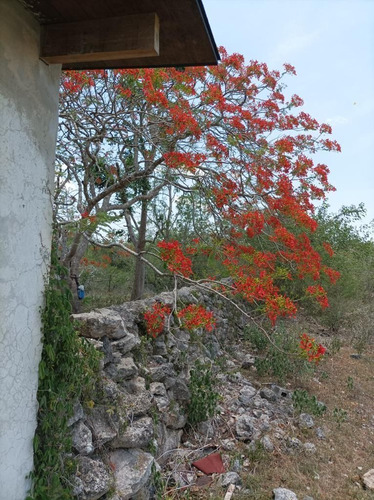 Hermoso Rancho A 4km De Tekit, Dentro Del Círculo De Cenotes