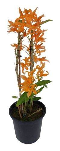 Orquidea Dendrobium Unicum Planta Rara Flor Alaranjada