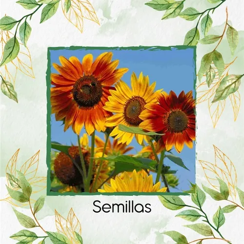 40 Semillas De Flor Girasol Belleza De Otoño