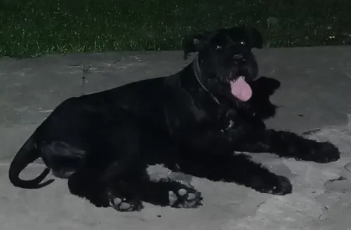 Perro Macho Schnauzer Gigante Negro