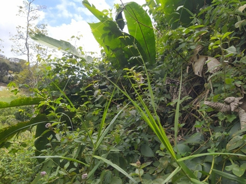 Imagen 5 de 8 de Venta De Terreno En Potrerito, San Antonio De Los Altos/ Zaida Herrera 04241170010