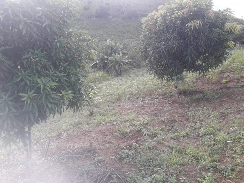 Imagem 4 de 14 de Sítio / Chácara Para Venda Em Flexeiras, Zona Rural - In - 0014_1-1691481