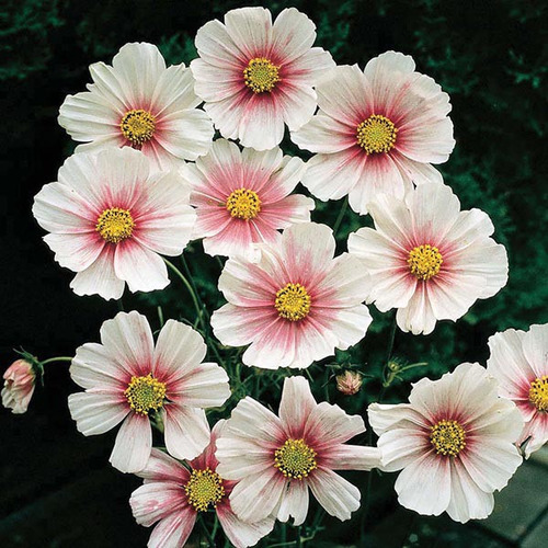 Imagem 4 de 6 de Cosmos Daydream - Flor - Flores - Sementes Para Mudas