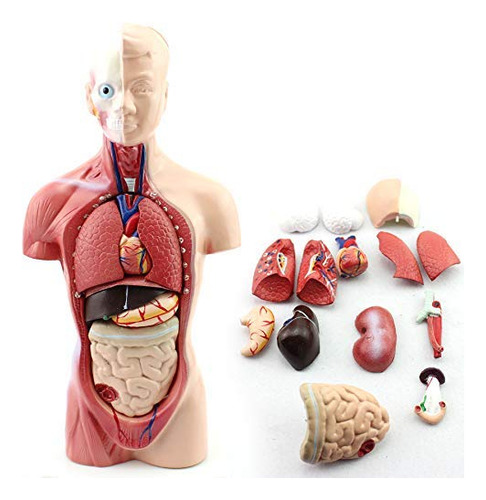 Anatomía De Torso Humano 11 Con Esqueleto Visceral