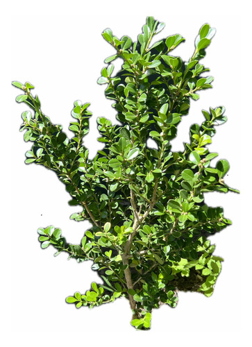 Planta Cerco Vivo Óleo Texano Olea Laurel De Flor Laurentino