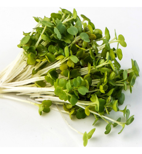 Semilla De Arúgula - 100gr
