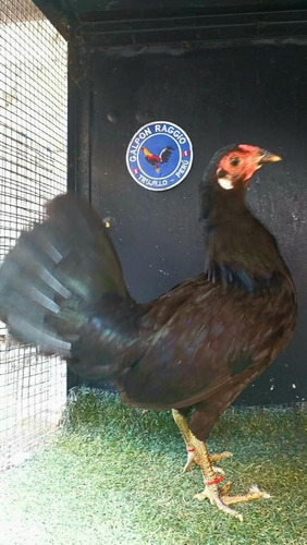 Gallos Gallina Linea Española Canaria Galpon Raggio