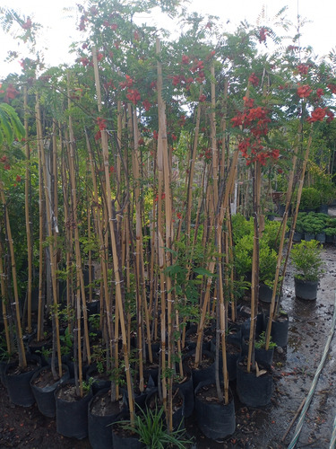 Arbol Sesbania Punicea - Ceibillo - Entrega Gratis