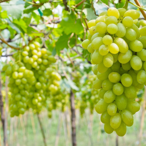 2 Mudas De Uva Thompson Enxertada Sem Caroço Rápida Produção