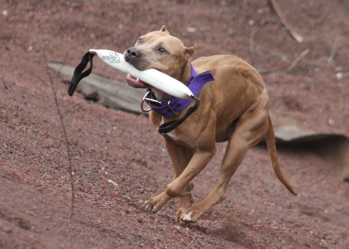 Taco O Dolly Para Perro De Manguera De Bombero