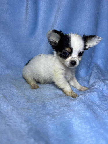 Chihuahua De Bolsillo Pelo Largo