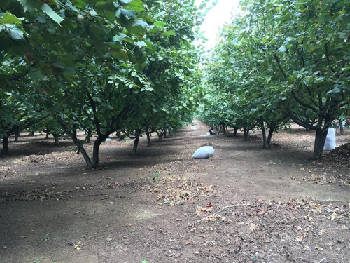 Agrícola En Venta En Gorbea