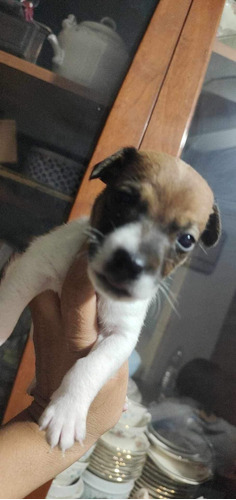 Hermoso Cachorro Jack Russell Terrier 