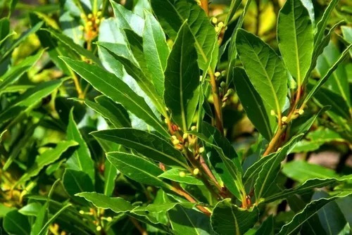 Imagen 1 de 7 de Arbol Laurel Comestible 2 Metros - Original - E.g Caba Y Gba