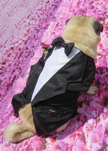 Imagem 4 de 9 de Roupa De Cachorro Ou Gato Para Casamento Terno Fraque Social