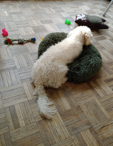 Guarderia Canina + Traslado. Cuidado Y Seguridad