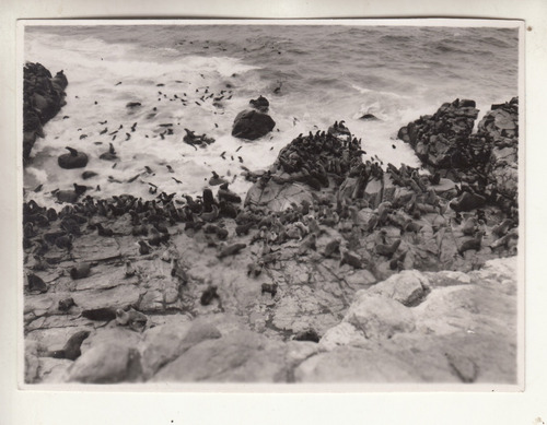 Fotografia Archivo Prensa De La Isla De Lobos Punta Del Este