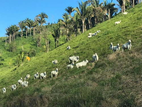 Imagem 3 de 15 de Fazenda Para Venda Em São Benedito Do Sul, Zona Rural - In - 006_1-2014337