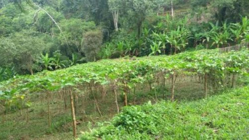 Imagem 9 de 17 de Chácara Com Riacho, Pomares De Arvores Frutíferas E Pés De Banana E Com Com 171.500 M² De Área Total, Em Miracatu Ref: 8564/ac