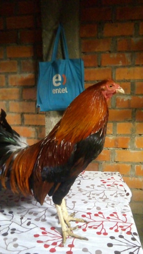 Gallo