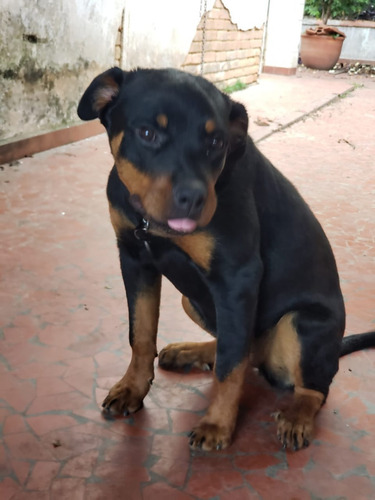 Filhote Rotweiller Femea 7 Meses !