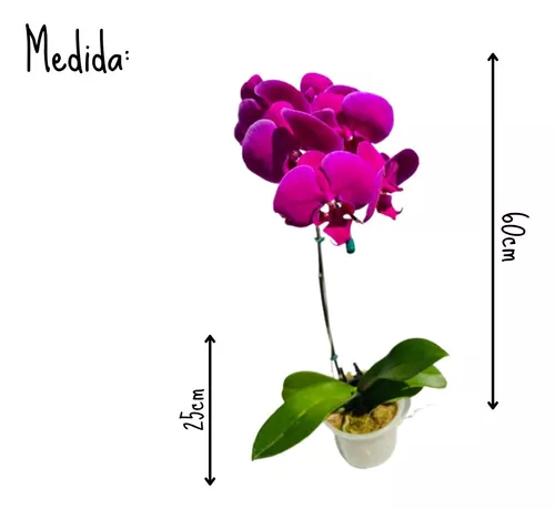 Orquídea Borboleta Phalaenopsis Roxa #7 Planta Adulta
