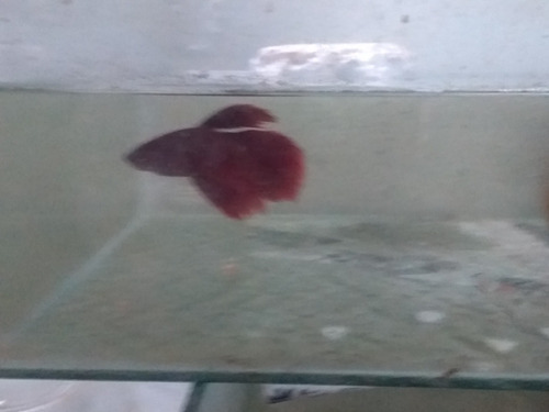 Imagen 9 de 9 de Bettas Machos Juveniles