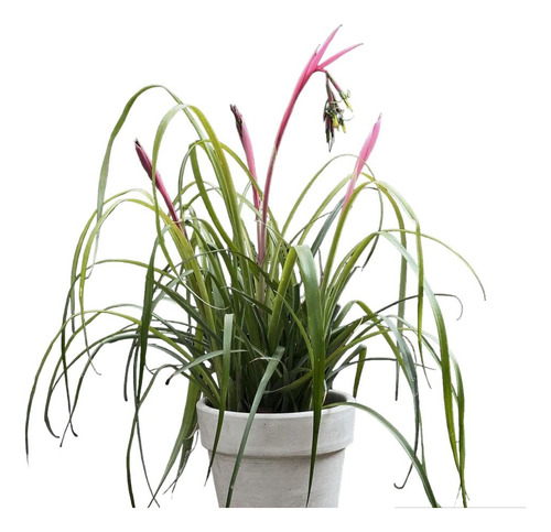 Planta Billbergia Nutans Lágrimas De Reina  Esqueje Con Raiz