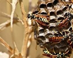 Imagen 3 de 5 de Insecticida Ecologico Avispas Abejas . Control De Panales