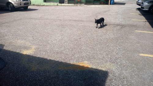 Imagem 11 de 25 de Lote Com 1 Quartos Para Comprar No Cidade Nova Em Belo Horizonte/mg - 950